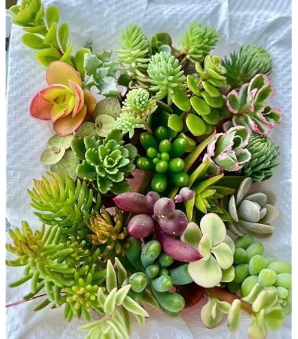 Amazon｜多肉植物 セダム つぶつぶ屋 おひめ 抜き苗｜観葉植物